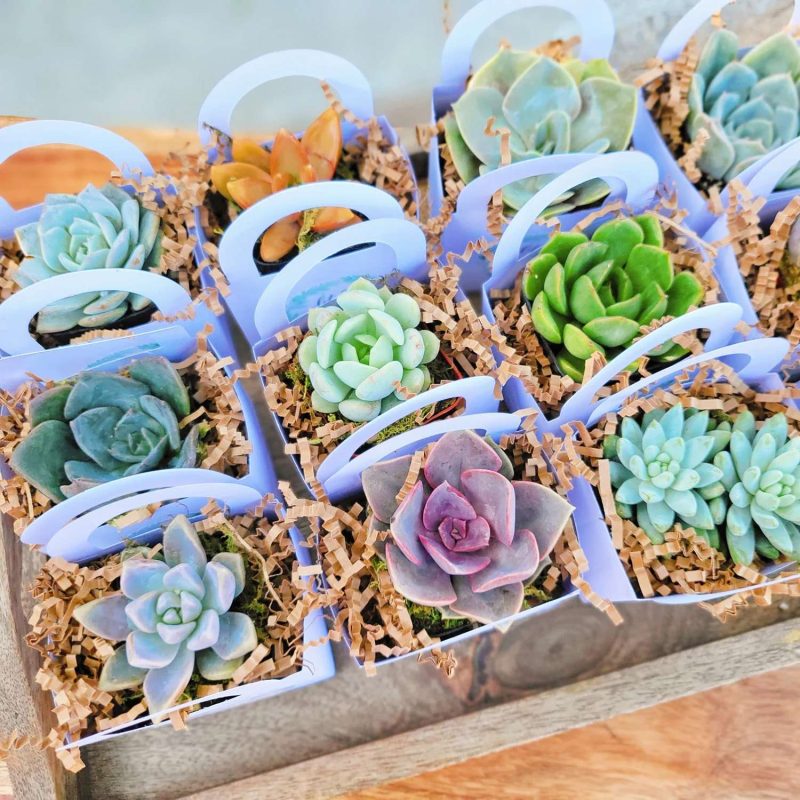 Succulents as wedding favors from haneelove on Etsy